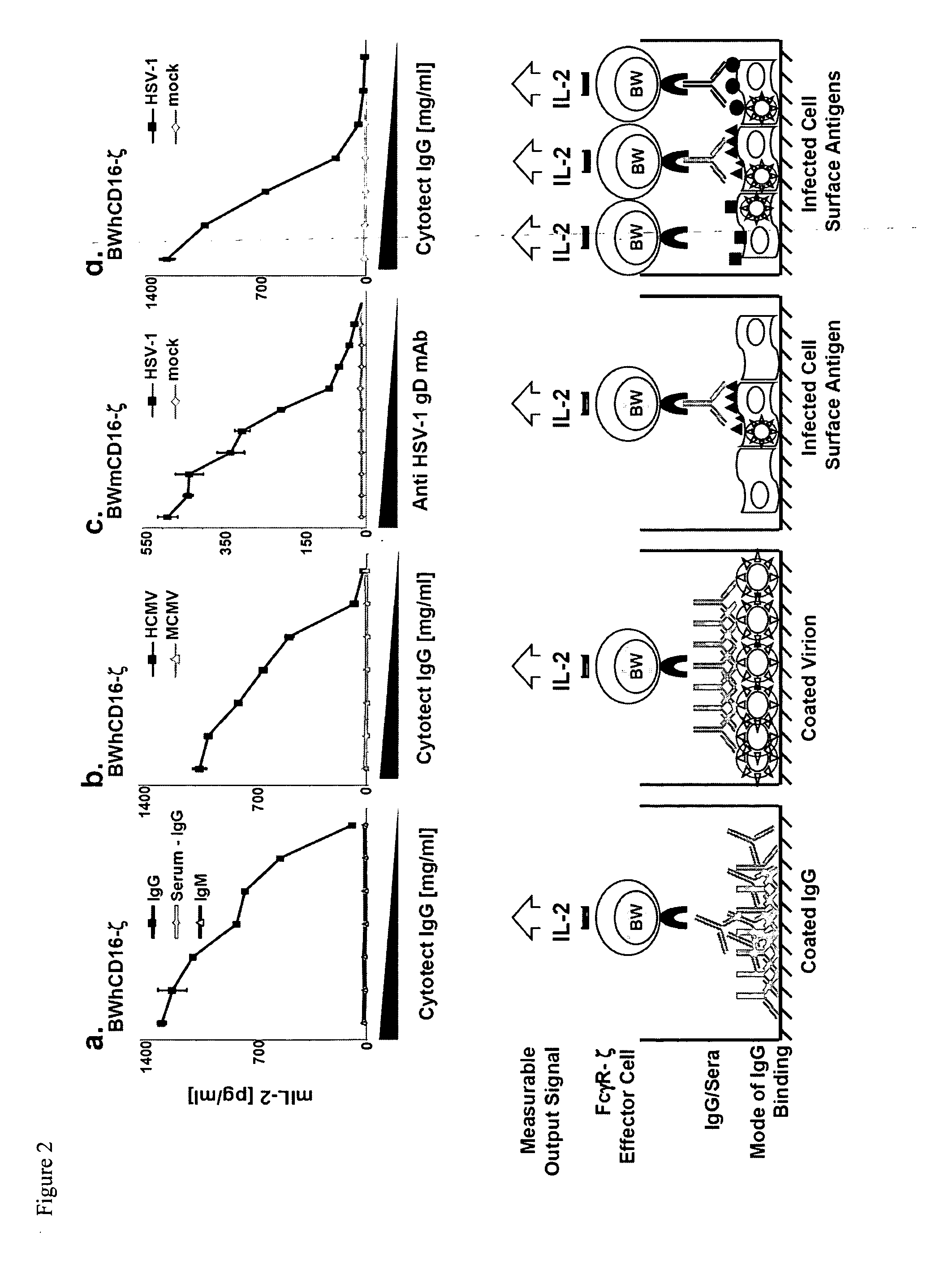 Determination of Interactions of Constant Parts of Antibodies with FC-Gamma Receptors