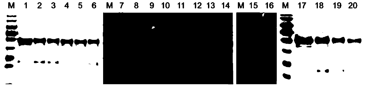 Mutant of human papilloma virus-18 L1 protein