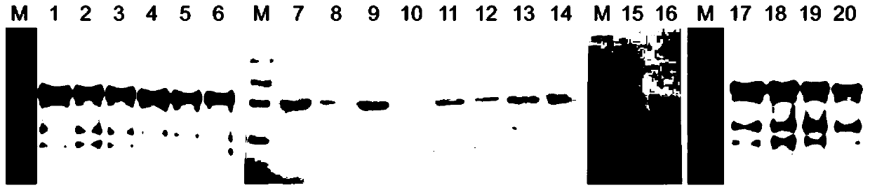 Mutant of human papilloma virus-18 L1 protein