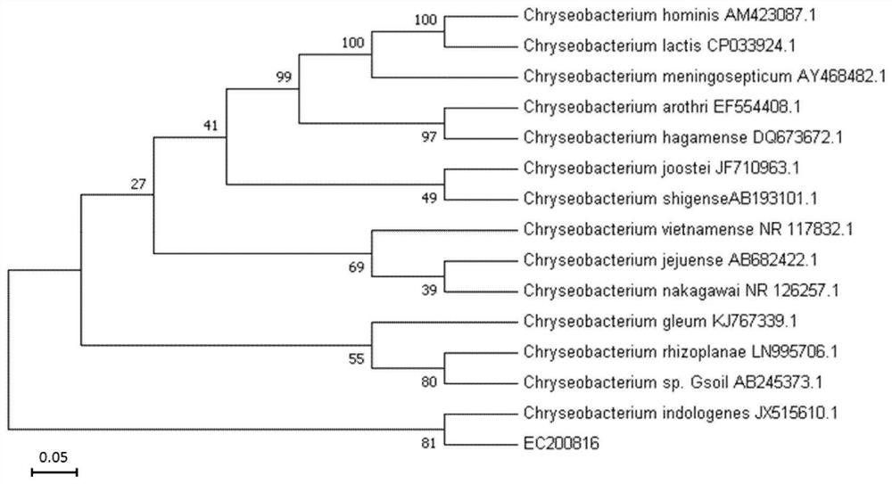 Indole-producing Chryseobacterium sp. And application thereof