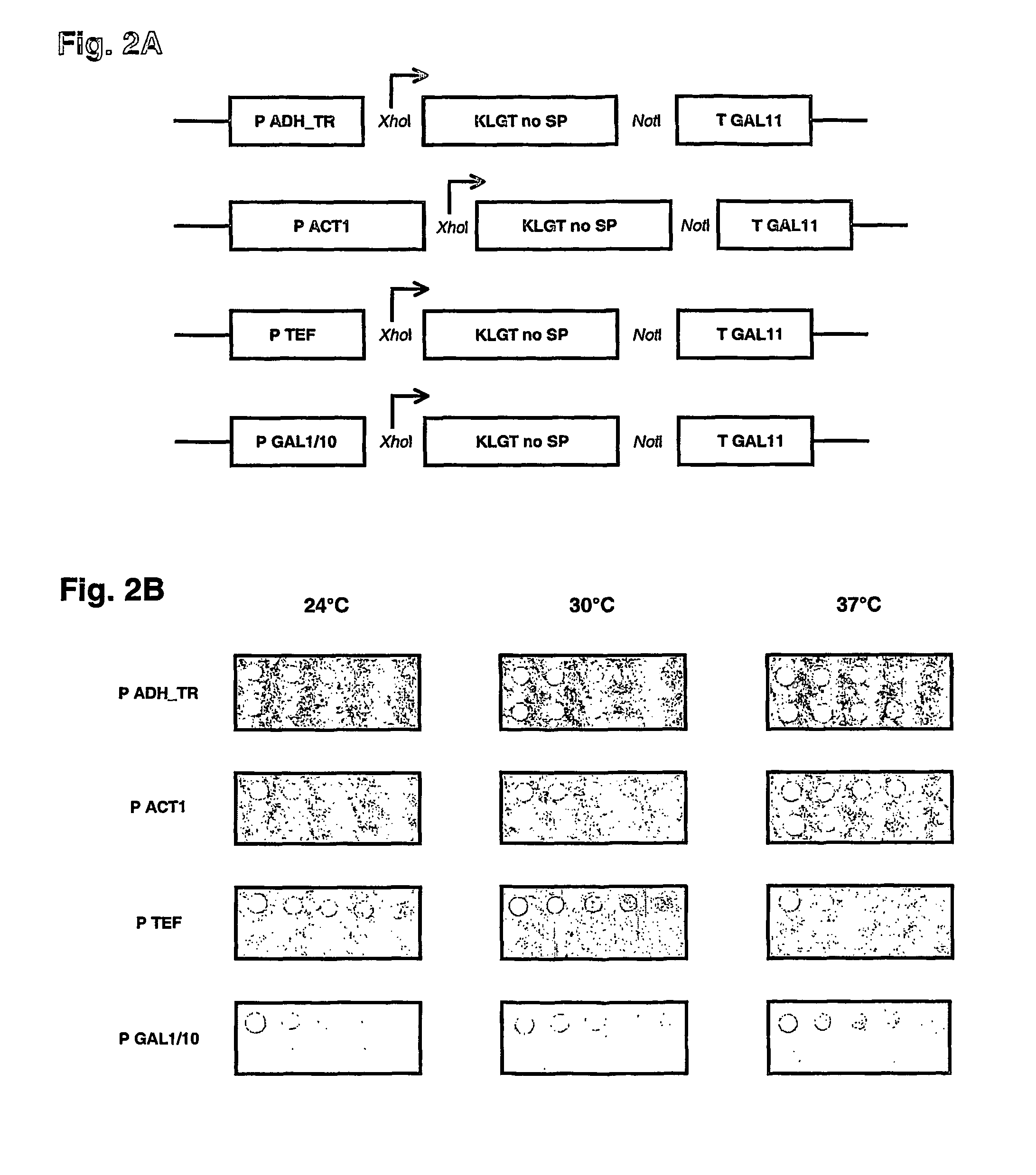Method for the construction of randomized gene sequence libraries in cells