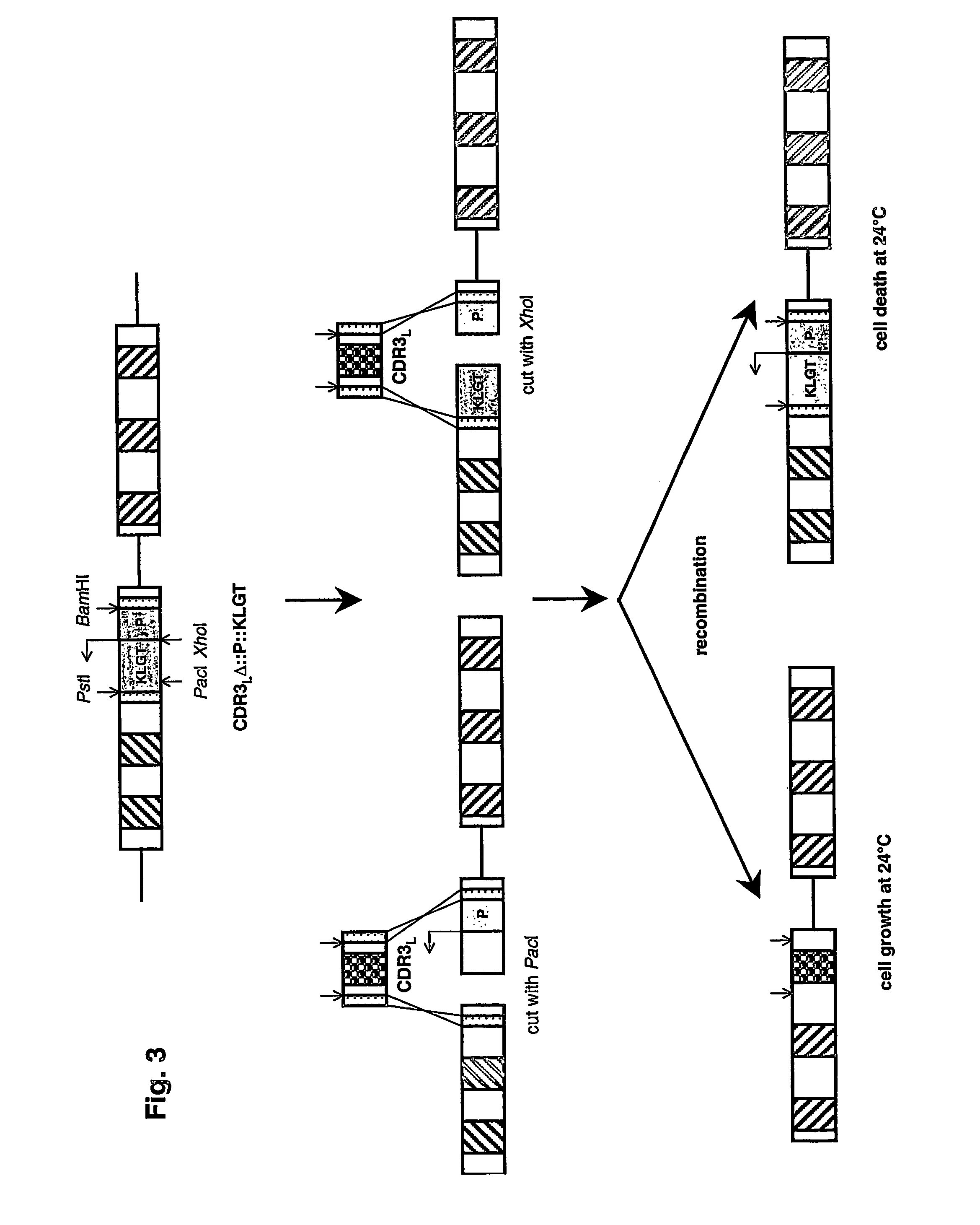 Method for the construction of randomized gene sequence libraries in cells