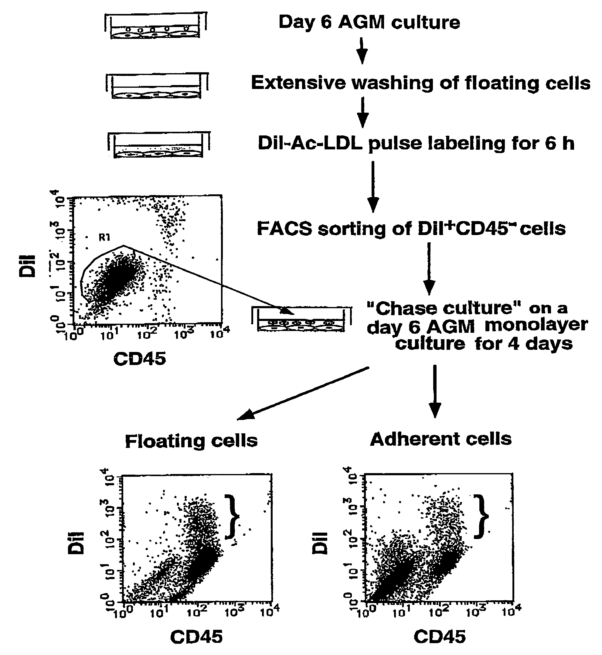 Method for preparing cell fraction containing hemangioblasts