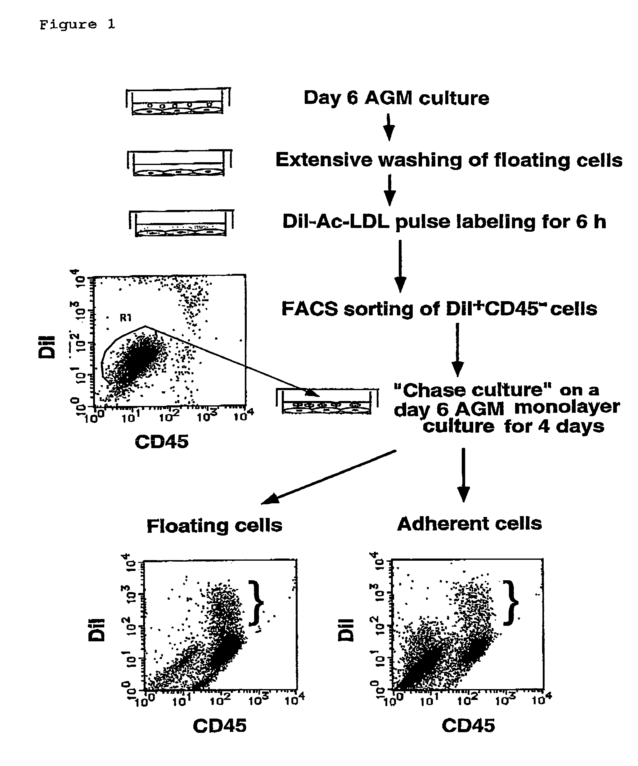 Method for preparing cell fraction containing hemangioblasts