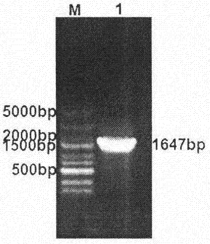 Recombinant bacillus subtilis for expressing avian influenza virus HA antigen fragment and PB1-F2 protein in tandem