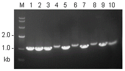 Spider mitochondria ND4 gene complete sequence amplification primer and identification method thereof