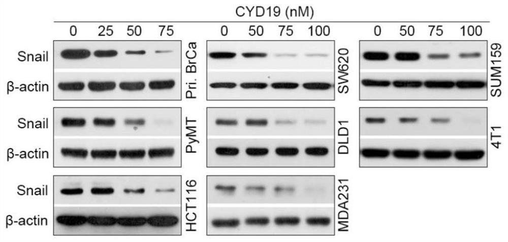 Compound cyd19 or pharmaceutically acceptable salt as snail inhibitor and its preparation method, pharmaceutical composition and use