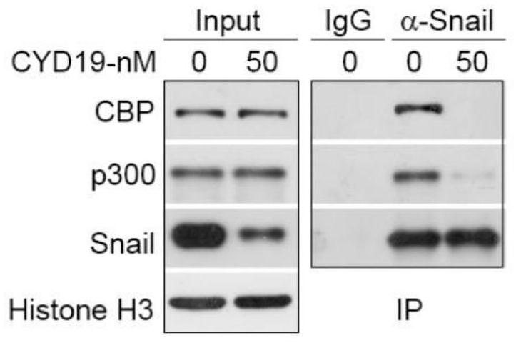 Compound cyd19 or pharmaceutically acceptable salt as snail inhibitor and its preparation method, pharmaceutical composition and use