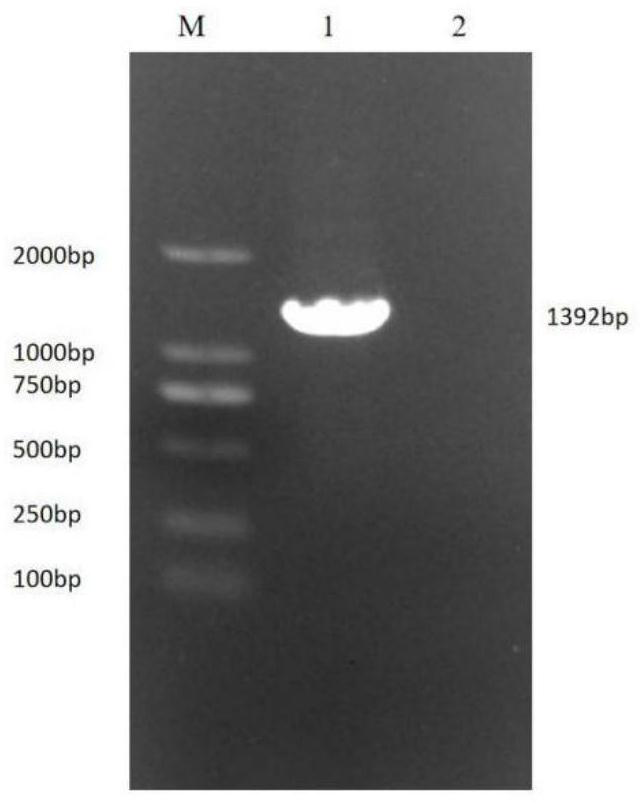 PCR primer group for rapidly detecting three fish viruses and application thereof