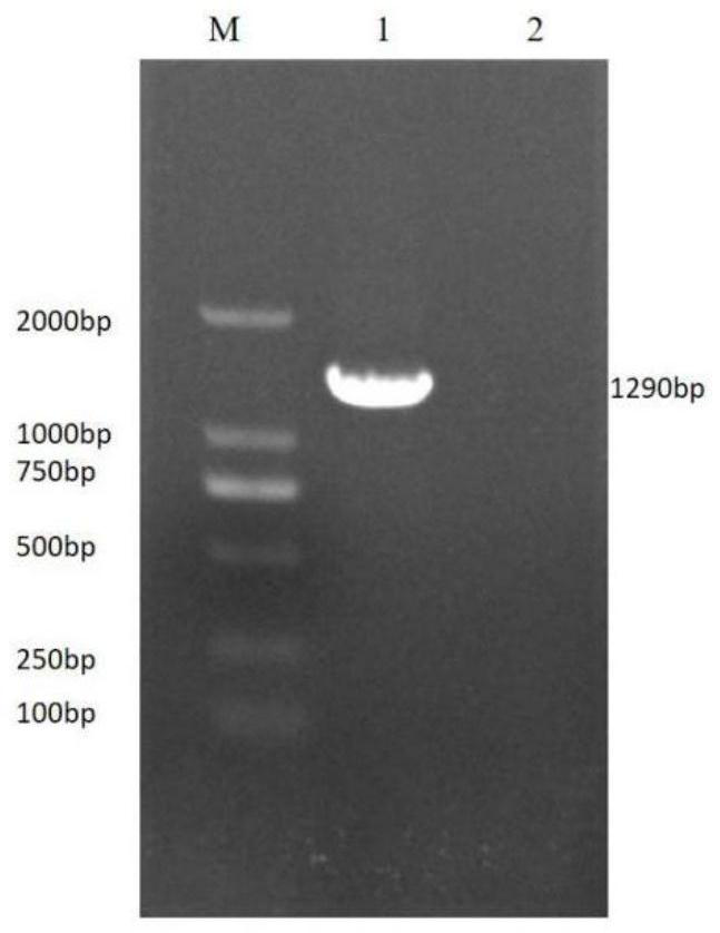 PCR primer group for rapidly detecting three fish viruses and application thereof