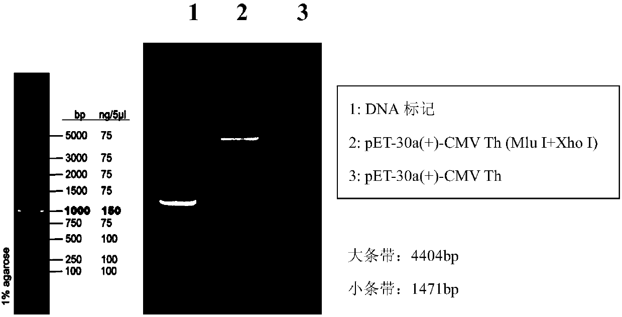 CD4 helper T cell epitope fusion peptide and vaccines thereof