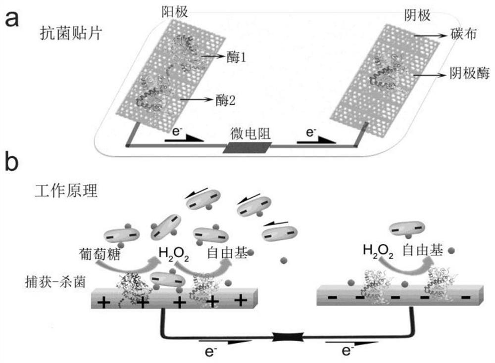 Self-powered drug-loading-free antibacterial patch