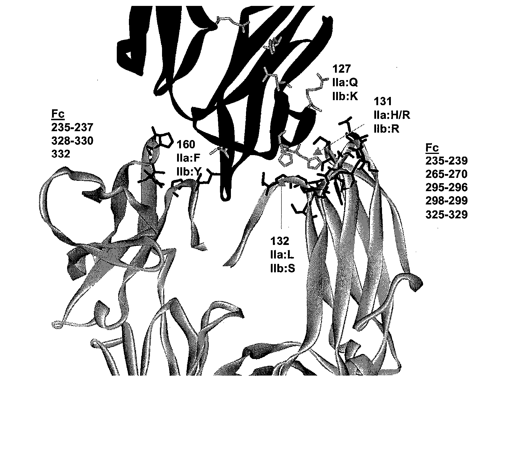 Fc Variants With Optimized Fc Receptor Binding Properties