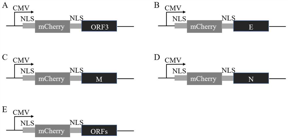 CRISPR-Cas13d system for knocking down porcine epidemic diarrhea virus