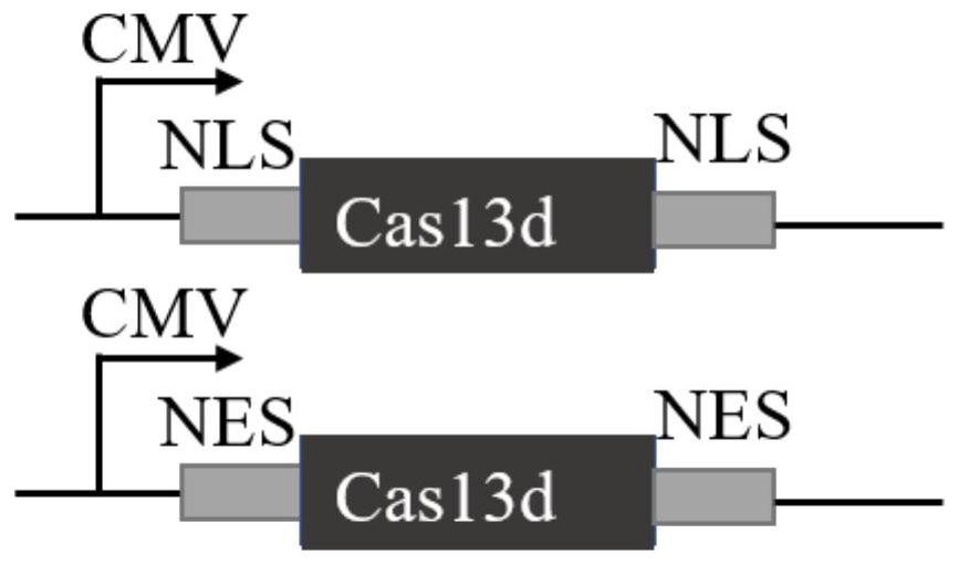 CRISPR-Cas13d system for knocking down porcine epidemic diarrhea virus