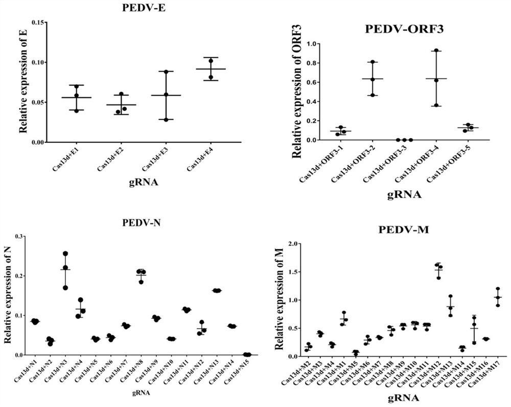 CRISPR-Cas13d system for knocking down porcine epidemic diarrhea virus