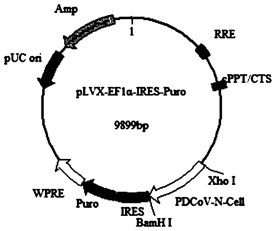 Recombinant Vero cell line capable of stably expressing porcine delta coronavirus-N protein and application of recombinant Vero cell line