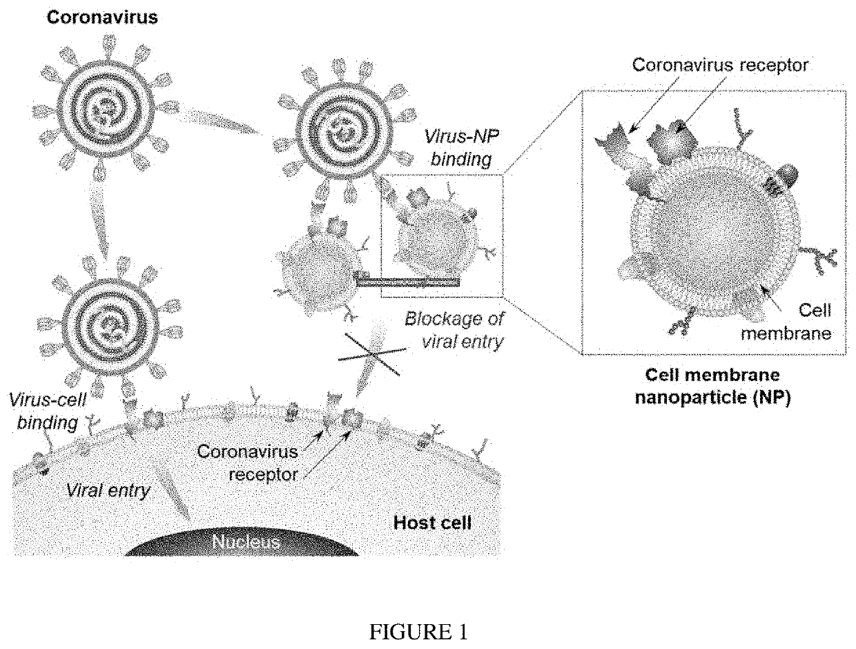 Universal Nanosponge for Treating Respiratory Viral Infection