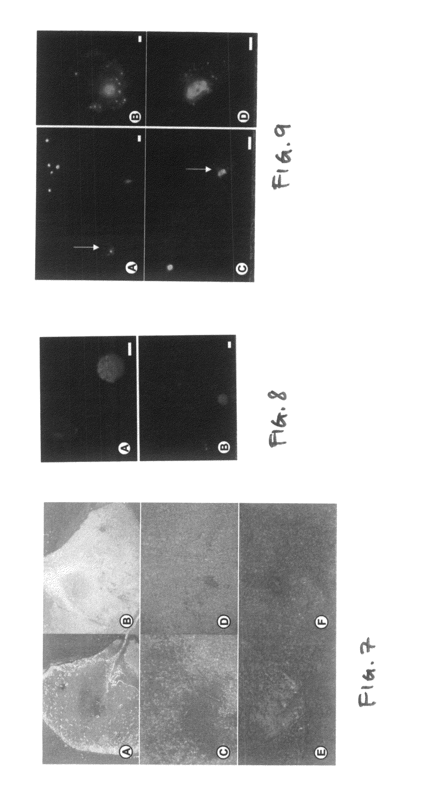 Methods of using capped mesoporous silicates