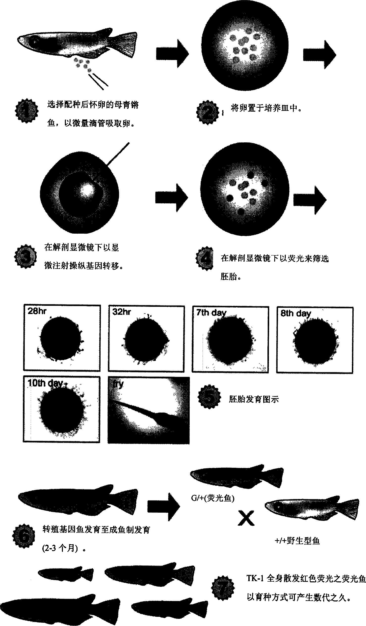 Novel transgenic medaka, gene fragments