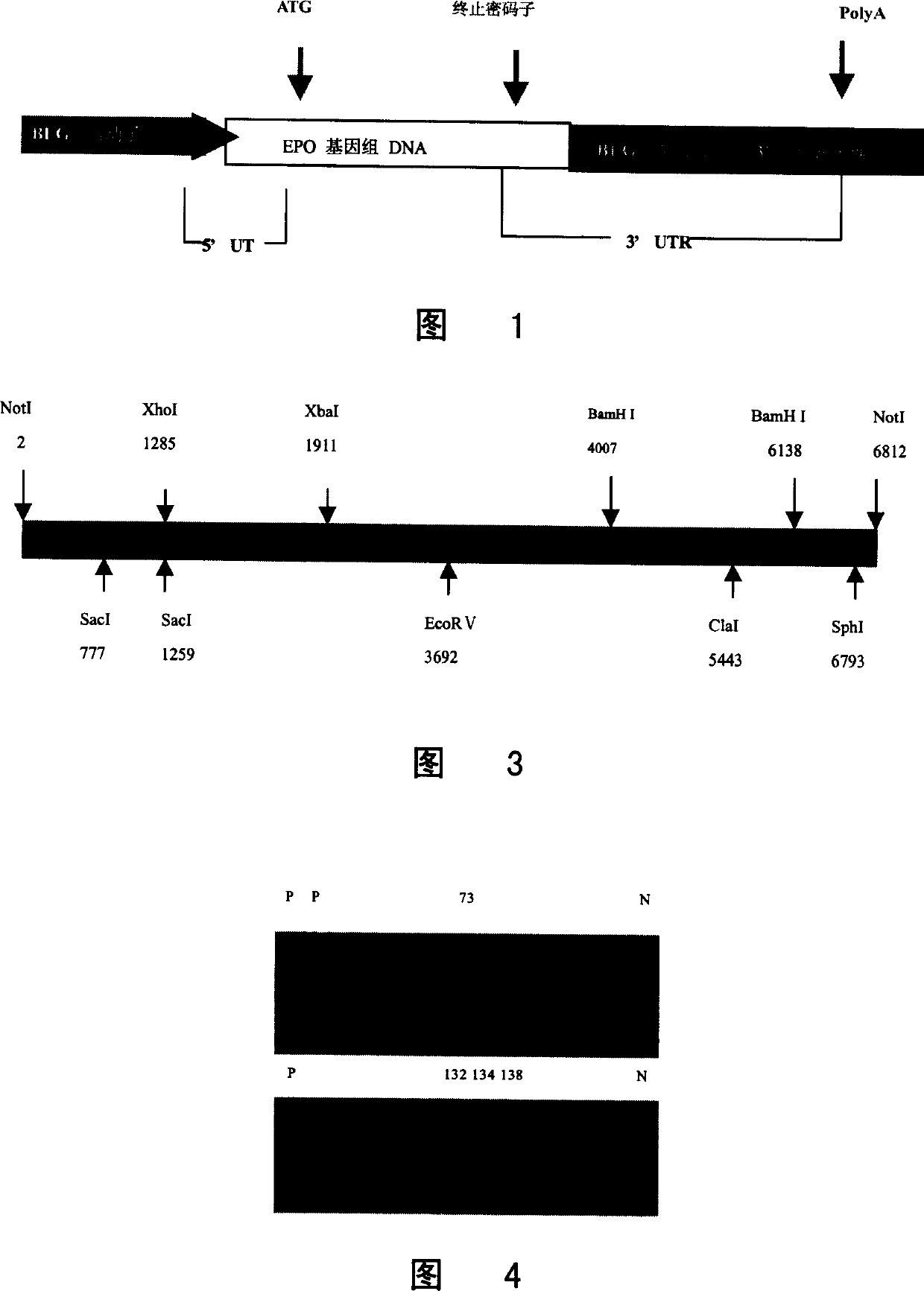 Method of producing human forcing erythrogenin using transgene animal mammary gland