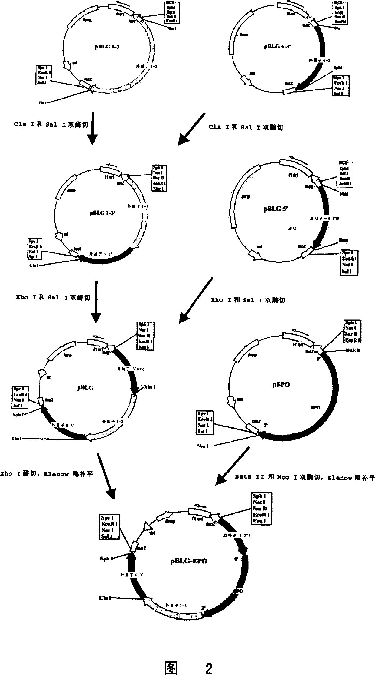 Method of producing human forcing erythrogenin using transgene animal mammary gland