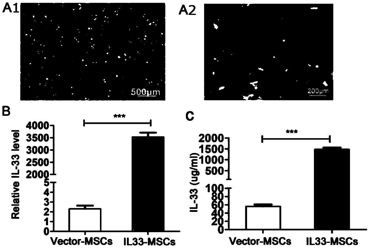 Application of recombinant mesenchymal stem cells in preparing drugs for treating myocardial infarction