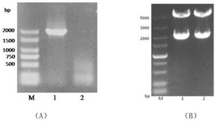 Application of duck-derived innate immunomodulatory protein DDX3X