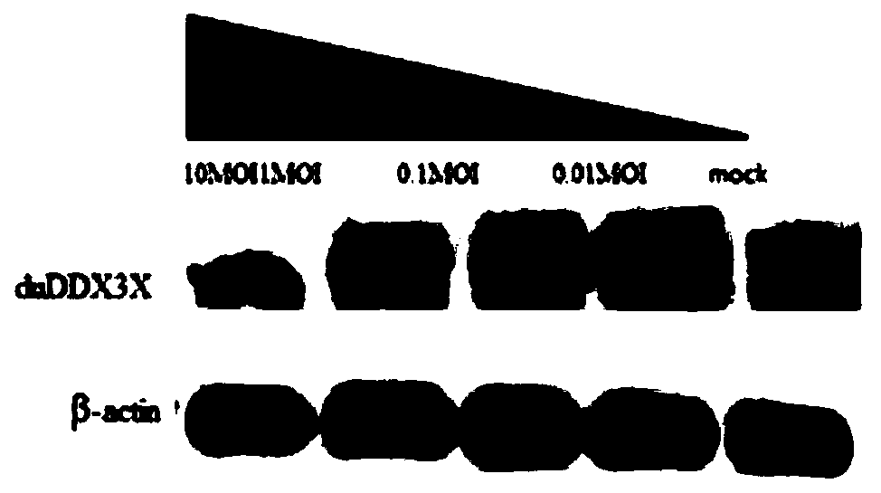 Application of duck-derived innate immunomodulatory protein DDX3X