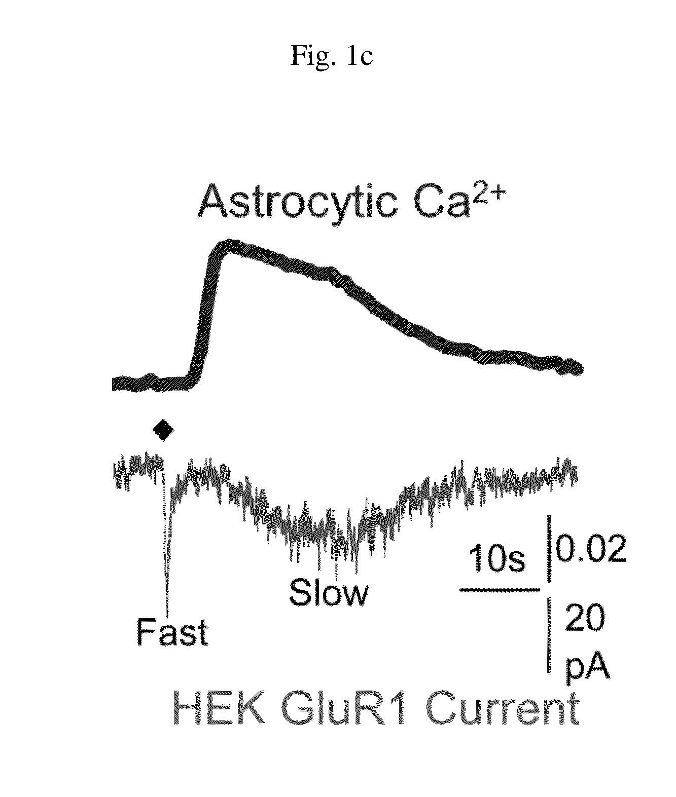 Method for screening a glutamate release inhibitor in an astrocyte