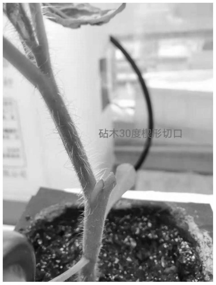 Single-leaf grafting inoculation method for tomato yellow leaf curl virus and tomato chlorosis virus