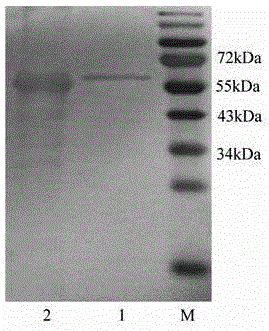 Chemiluminescence detection kit of swine foot-and-mouth disease 3ABC and 2C antibodies