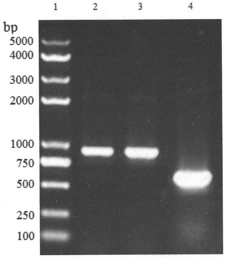 Fusion tandem antibacterial peptide and preparation method thereof