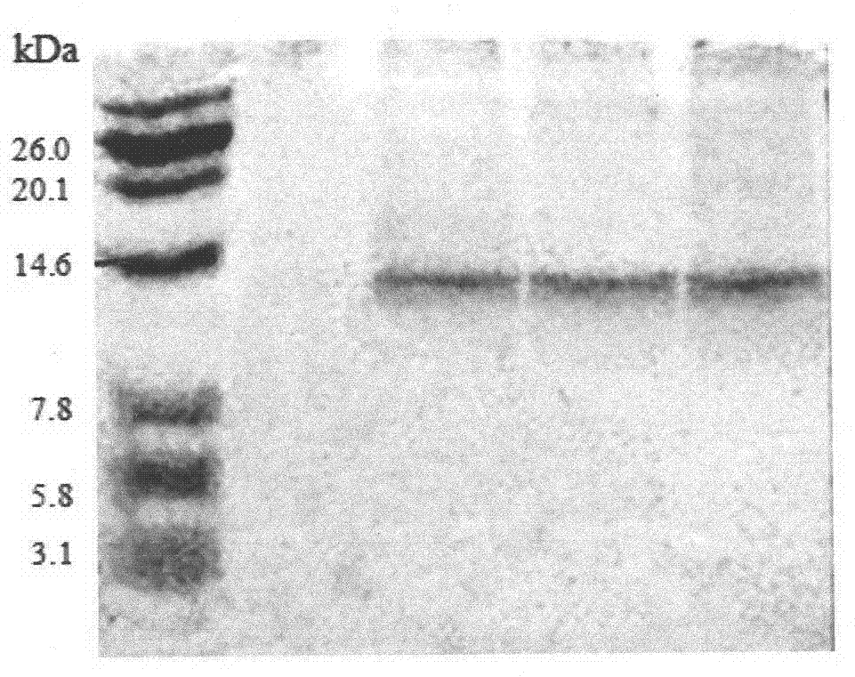 Fusion tandem antibacterial peptide and preparation method thereof