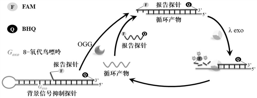 A method for measuring 8-oxoguanine DNA glycosylase based on background signal suppression probe, kit and application thereof