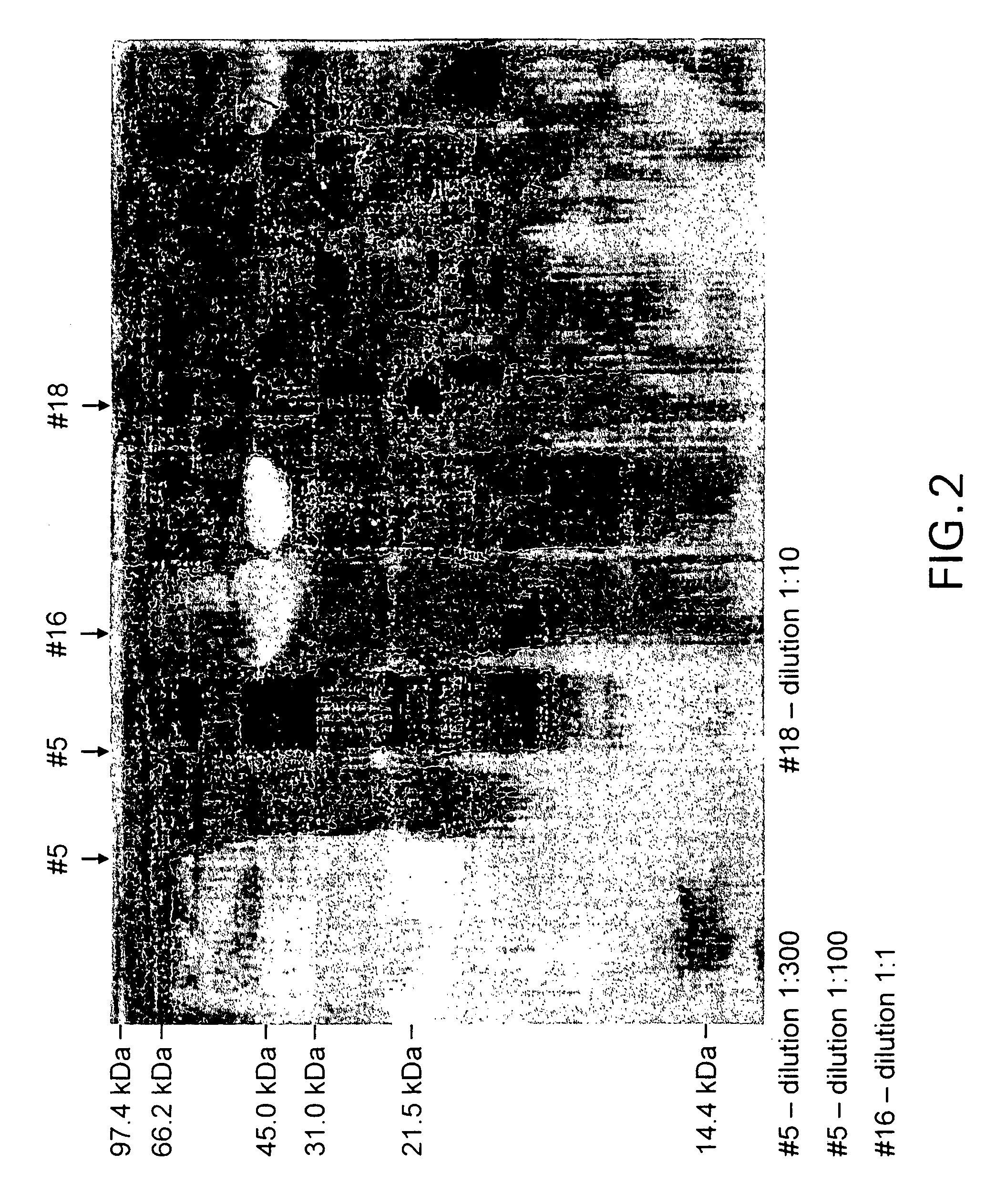 Irreversibly-inactivated pepsinogen fragment and pharmaceutical compositions comprising the same for detecting, preventing, and treating HIV