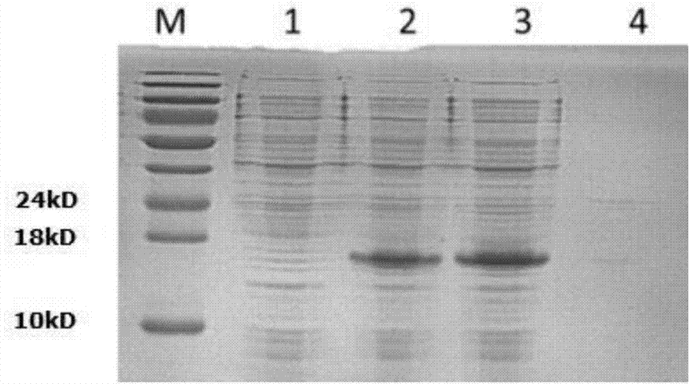 Recombinant plectasin as well as expression and purification method and application thereof
