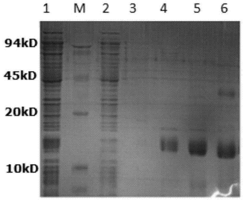 Recombinant plectasin as well as expression and purification method and application thereof