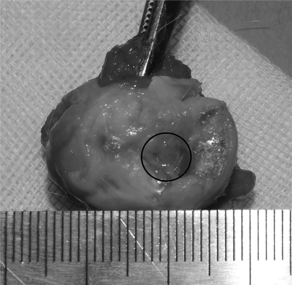 Bone hemostatic material and preparation method thereof