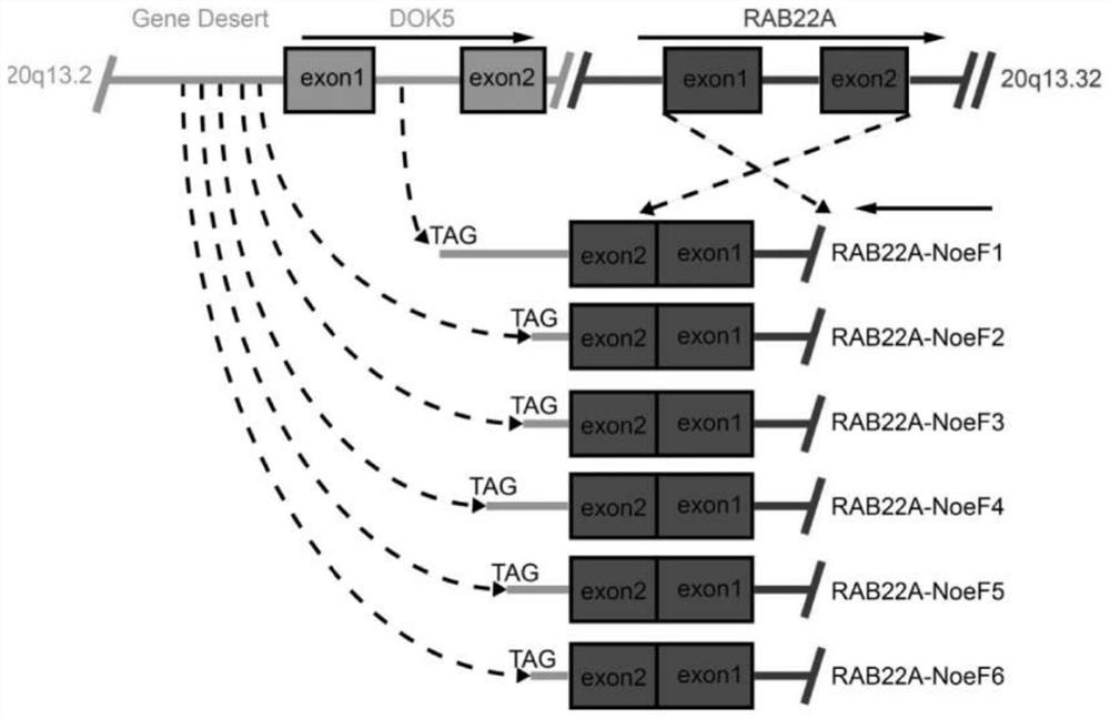 A kind of rab22a-noefs fusion gene line and application thereof for diagnosis and/or treatment of osteosarcoma