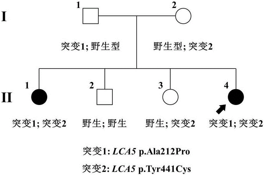 A pathogenic mutation of hereditary cone dystrophy and its detection reagent