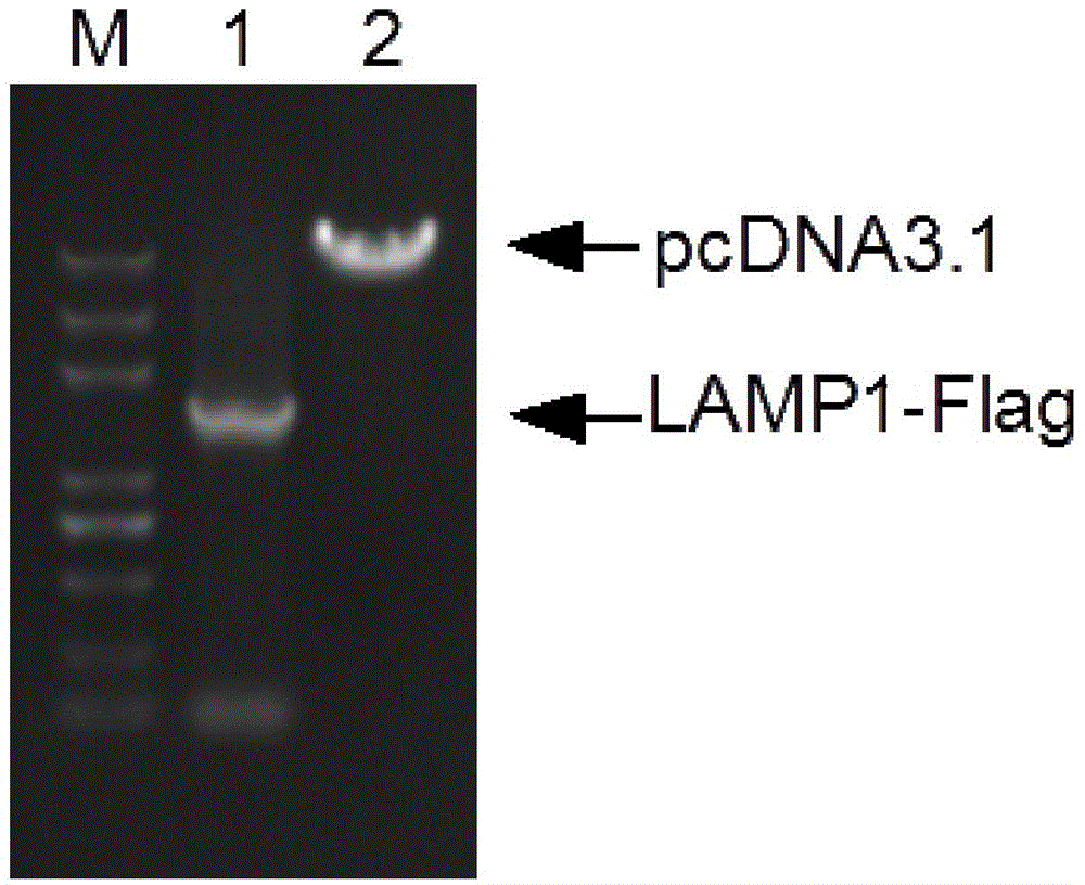 LAMP1 eukaryotic expression vector having Flag label, and applications of LAMP1 eukaryotic expression vector having Flag label in lysosome separation