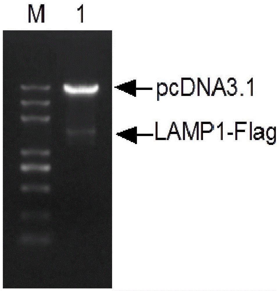 LAMP1 eukaryotic expression vector having Flag label, and applications of LAMP1 eukaryotic expression vector having Flag label in lysosome separation