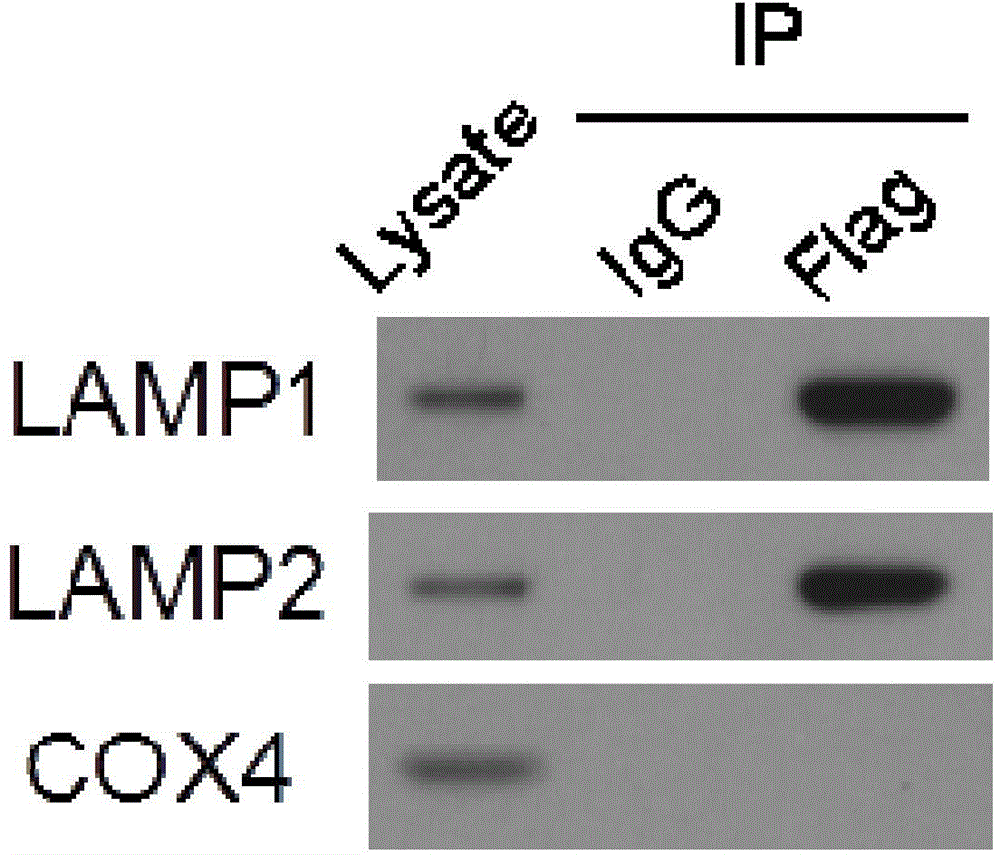 LAMP1 eukaryotic expression vector having Flag label, and applications of LAMP1 eukaryotic expression vector having Flag label in lysosome separation