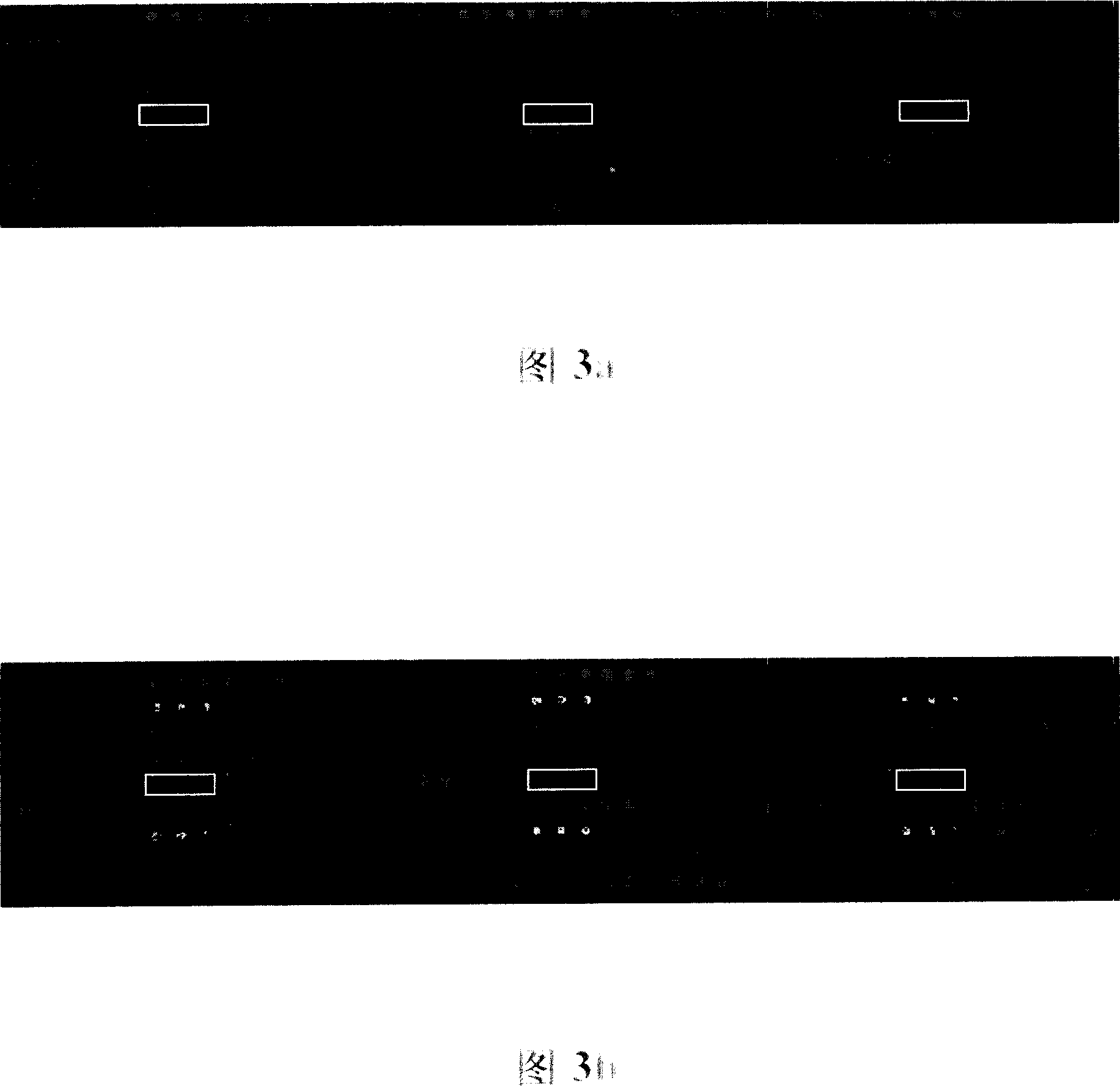Gene chip for inspecting and grouping SARS coronavirus, its method and reagent kit