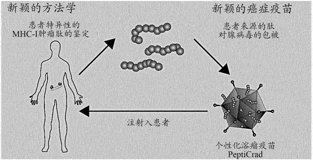 Coated oncolytic adenoviruses for cancer vaccines