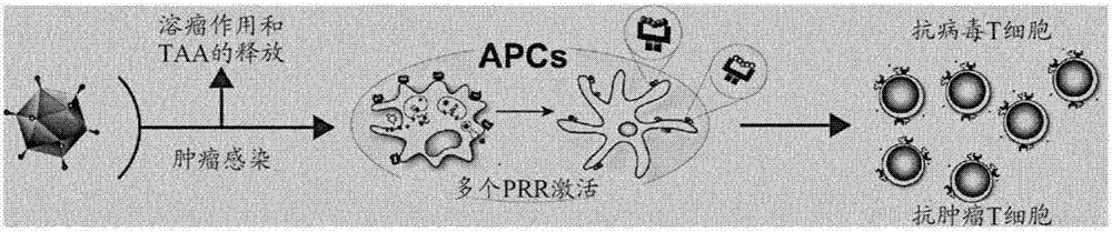 Coated oncolytic adenoviruses for cancer vaccines