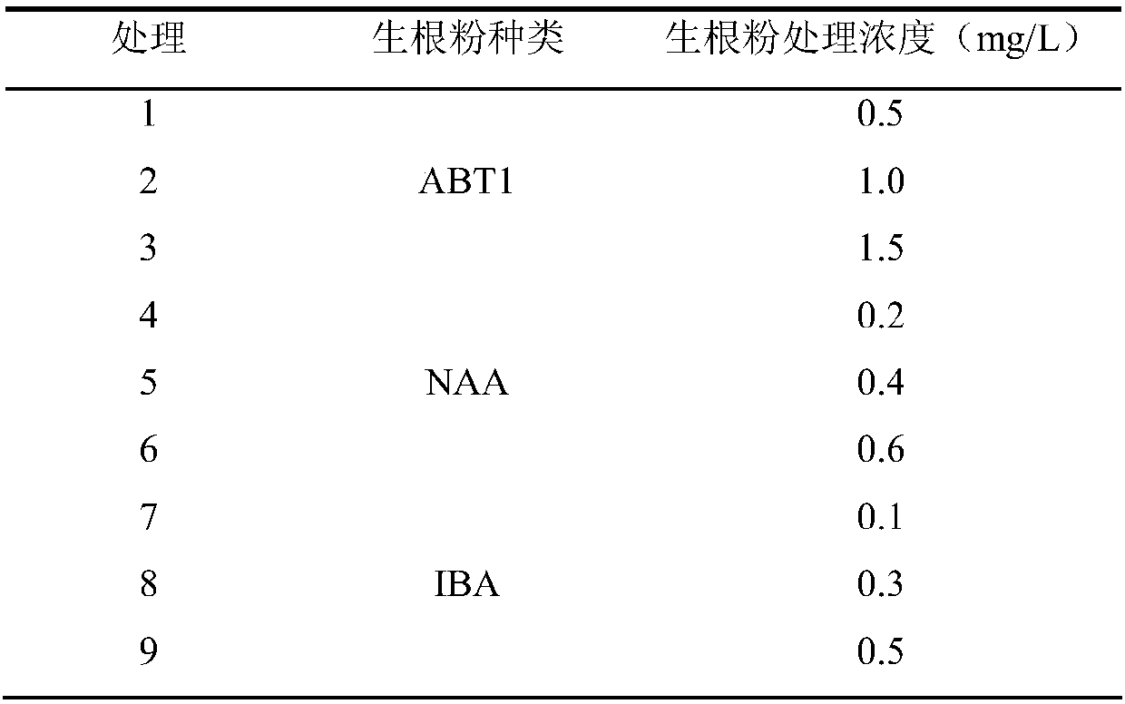 Method for increasing survival rate of chrysanthemum out-of-season cuttage
