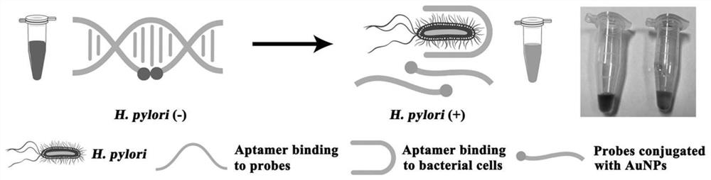 Colorimetric biosensor-based fecal helicobacter pylori rapid detection kit