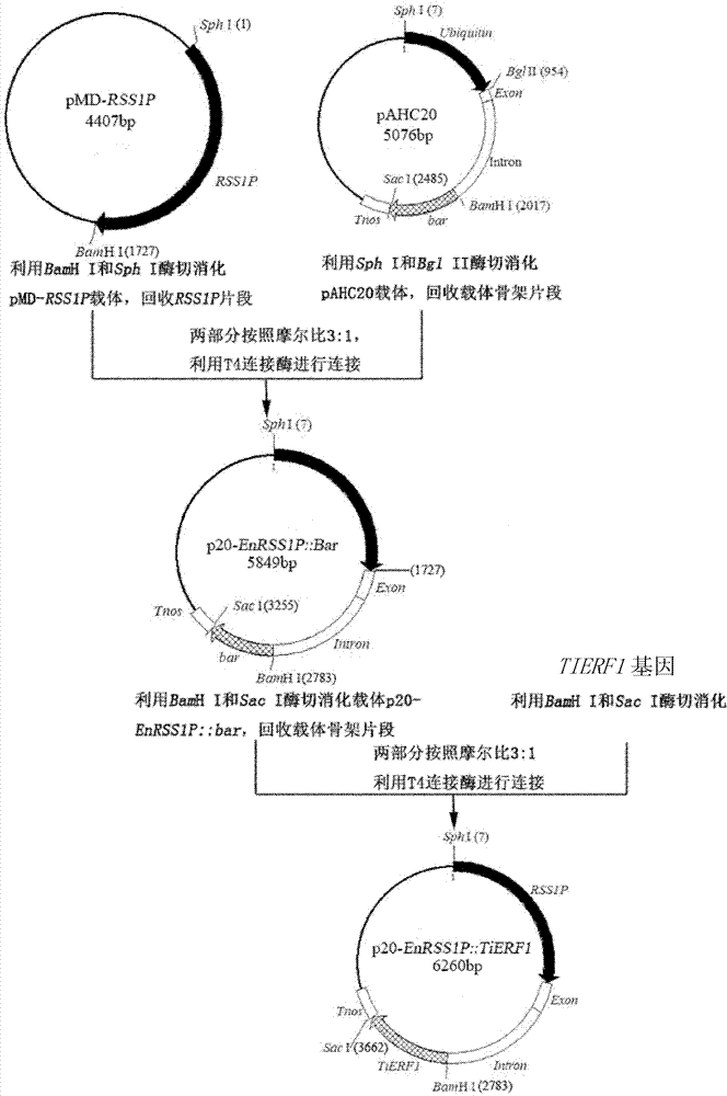 Specific promoter and method for culturing disease-resistant transgenic plant